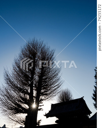 A tasteful view of Koedo Kawagoe, a silhouette of a temple and a large tree in the evening 74255172