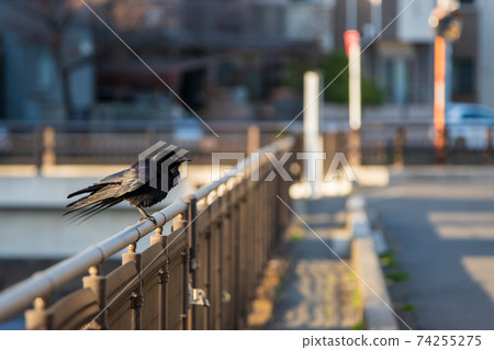 Crow resting on the river fence 74255275