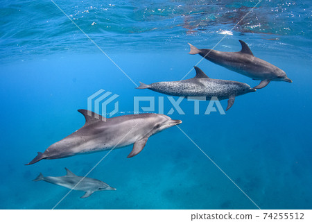 Swim with dolphins Swim with dolphins 74255512