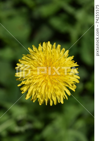 蒲公英 蒲公英 74255575