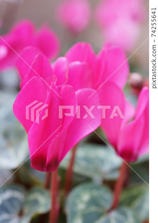 Pink cyclamen 74255641