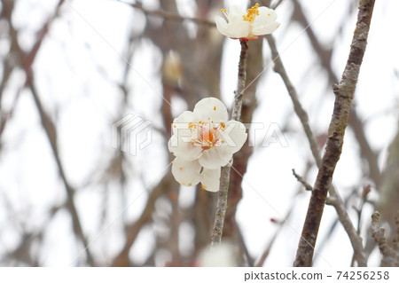 梅花白梅 梅花白梅 74256258