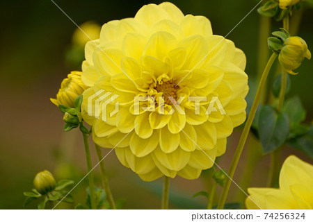 Dahlia 74256324