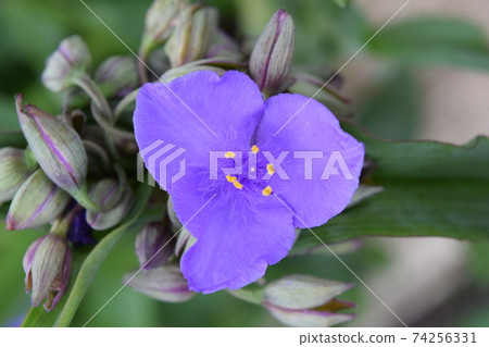  Spiderwort 74256331