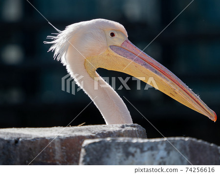 鵜鶘的配置文件 74256616