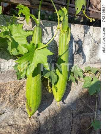 Hedge loofah fruit Hedge loofah fruit 74256684