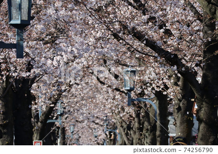 A row of cherry blossom trees and lamps in full bloom on a sunny day near Musashi-Urawa Station in Saitama City 74256790