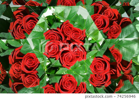 Red rose, kaleidoscope 4 74256946