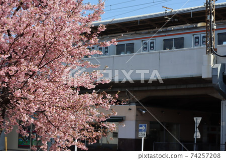 Pink cherry blossoms in full bloom against the backdrop of a clear blue sky and the train at Nishi-Urawa Station on the Musashino Line 74257208