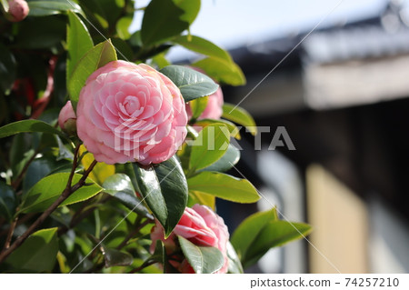 A cityscape with a camellia blooming on the eaves of a sunny spring and a background of Japanese houses A cityscape with a camellia blooming on the eaves of a sunny spring and a background of Japanese houses 74257210