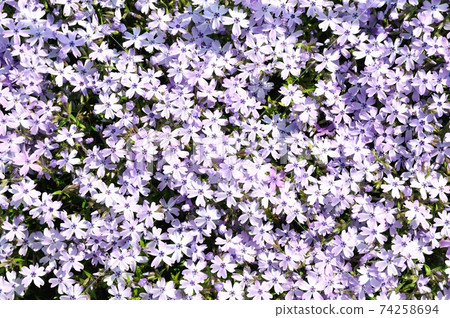 Moss phlox blooming in Kyoto Botanical Gardens 74258694