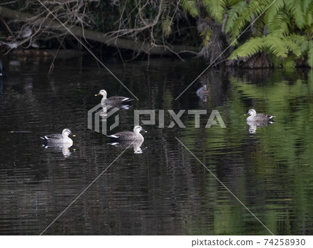 斑嘴鴨在池塘里 74258930