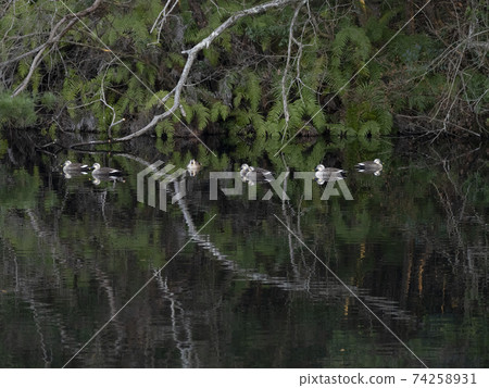 斑嘴鴨在池塘里 74258931