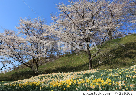 櫻花和水仙花田的春天景色。宮城縣台和町的八谷觀公園(八谷觀城遺址)。 櫻花和水仙花田的春天景色。宮城縣台和町的八谷觀公園(八谷觀城遺址)。 74259162
