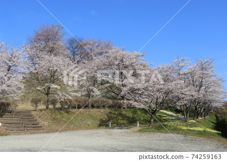 宮城縣大和町八iya館公園內的櫻花（八iya館城遺址） 74259163