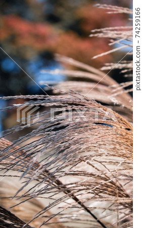 Shaking Susuki Shaking Susuki 74259166