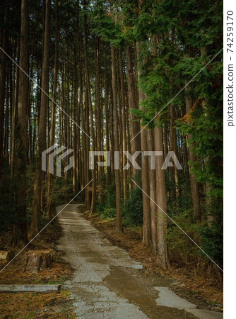 Mountain road full of trees Mountain road full of trees 74259170