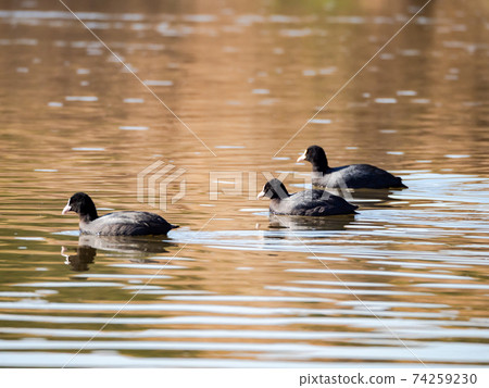 Wild birds on the Oppe River, coot Wild birds on the Oppe River, coot 74259230