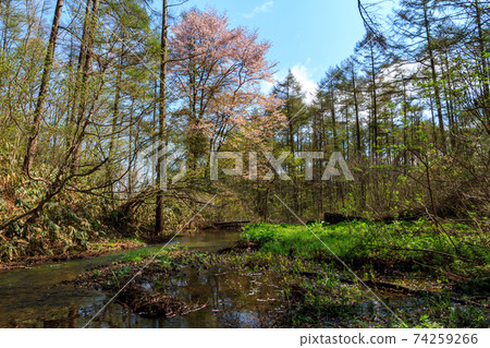 A stream in the forest in the early morning of Nagano Prefecture A stream in the forest in the early morning of Nagano Prefecture 74259266