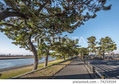 愛知縣莊內河黑松樹 愛知縣莊內河黑松樹 74259504