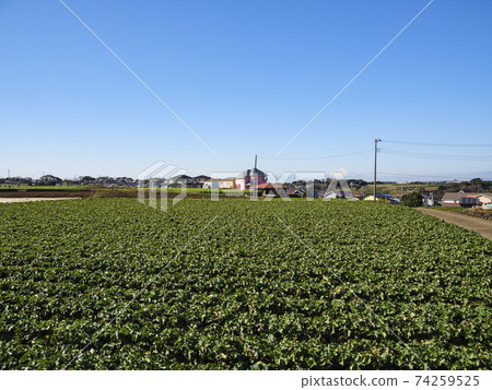 Shonan Miura Peninsula's specialty radish and cabbage field 74259525