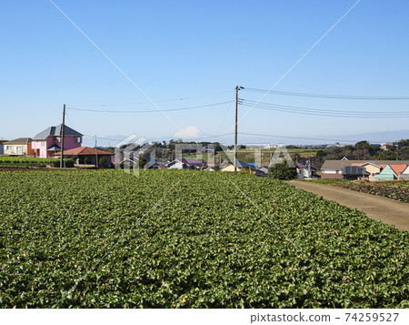 Shonan Miura Peninsula's specialty radish and cabbage field 74259527