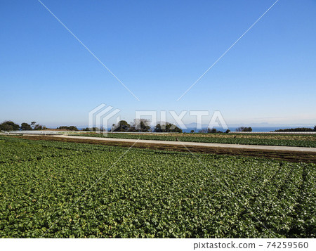 湘南三浦半島特產蘿蔔白菜田 74259560