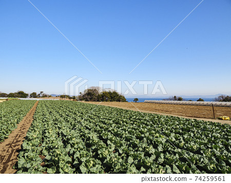 Shonan Miura Peninsula's specialty radish and cabbage field Shonan Miura Peninsula's specialty radish and cabbage field 74259561