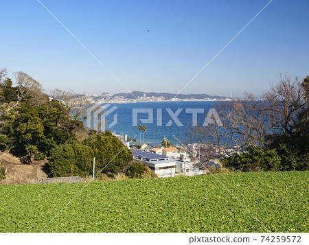 Shonan Miura Peninsula's specialty radish and cabbage field 74259572