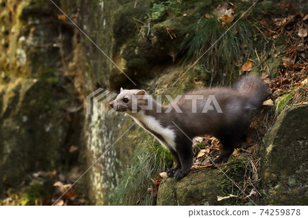 Beautiful cute forest animal. Beech marten, Martes foina, in autumn forest. Wildlife scene from Czech republic 74259878