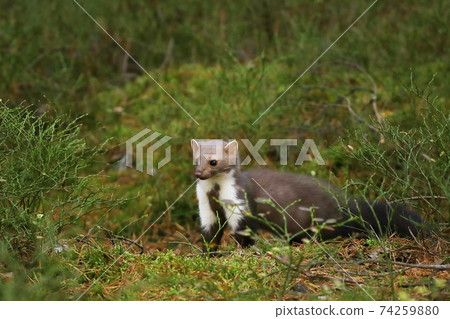 Beautiful cute forest animal. Beech marten, Martes foina, in autumn forest. Wildlife scene from Czech republic 74259880