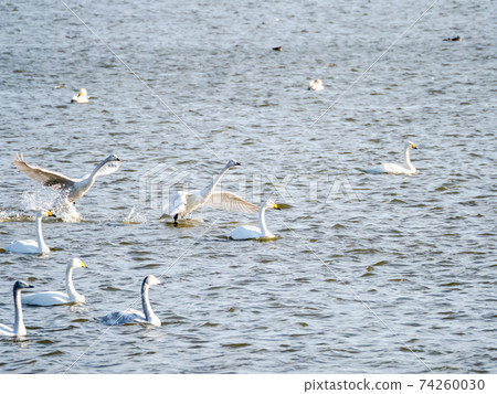 beautiful swan flying