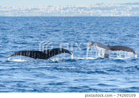 Humpback whale 74260109