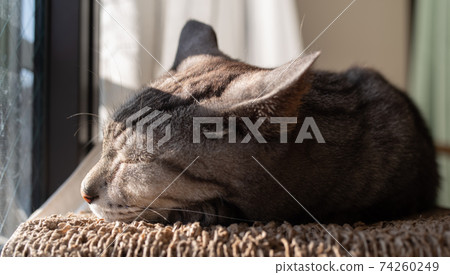 Sabatra cat, a cat that spends time leisurely Sabatra cat, a cat that spends time leisurely 74260249