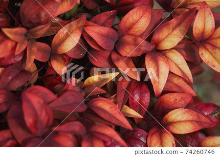 秋葉的灌木 74260746