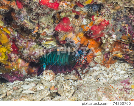 Monhanashako revealing the whole body from the burrow (Richeryu Rock, Surin Marine National Park, Kingdom of Thailand) Monhanashako revealing the whole body from the burrow (Richeryu Rock, Surin Marine National Park, Kingdom of Thailand) 74260760