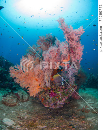 Oisobana and Colare Butterflyfish (Tachai Island, Simiran Marine National Park, Kingdom of Thailand) 74260771