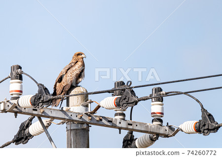 Black kite wild bird 74260772