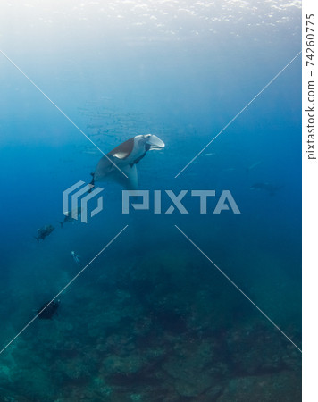 Manta rays (manta rays) and a herd of barracudas behind them (Tachai Island, Similan Marine National Park, Kingdom of Thailand) 74260775