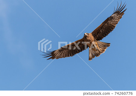 黑鳶野生鳥 黑鳶野生鳥 74260776