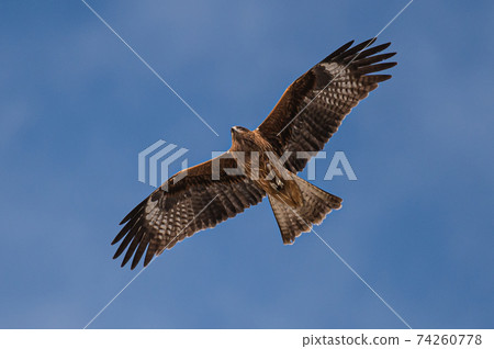 黑鳶野生鳥 黑鳶野生鳥 74260778