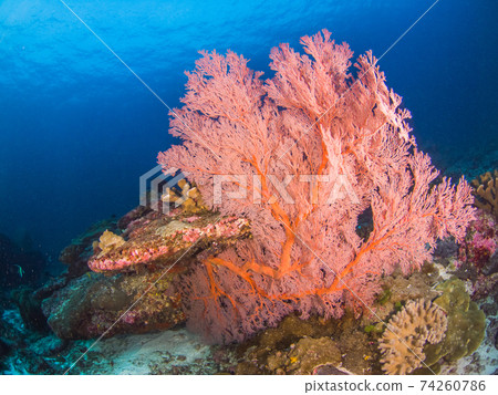 Isobana and Stony Coral (Mergui Archipelago, Myanmar) Isobana and Stony Coral (Mergui Archipelago, Myanmar) 74260786