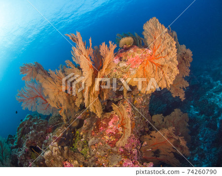 Coral roots with orange isobana (Mergui Archipelago, Myanmar) 74260790