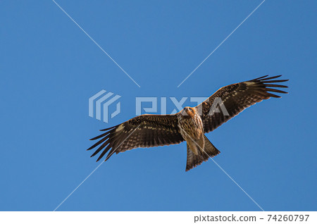 Black kite wild bird Black kite wild bird 74260797