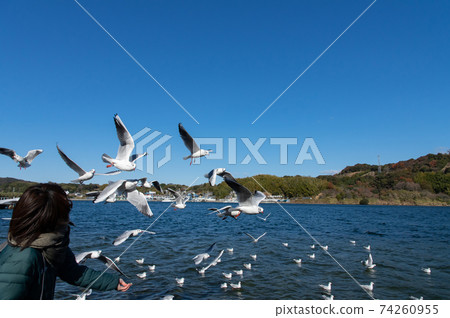 有趣的海鷗餵養 74260955