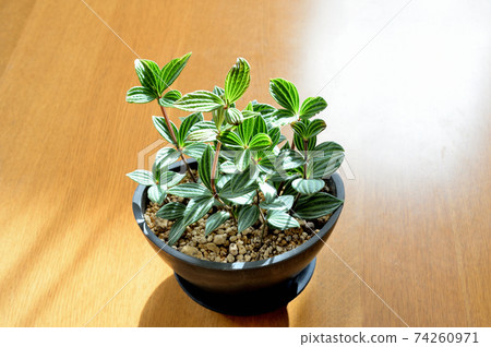 Houseplant indoor peperomia potted plant 74260971