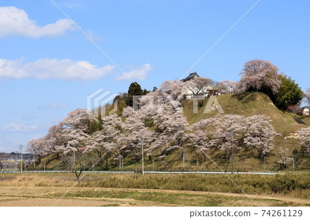 宮城縣大平村大平城遺址公園內的櫻花 74261129