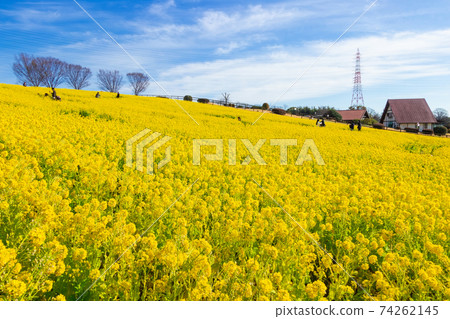 愛知牧場,油菜盛開<愛知縣日進市> 愛知牧場,油菜盛開<愛知縣日進市> 74262145