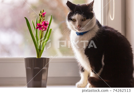 Cat and flower 74262513