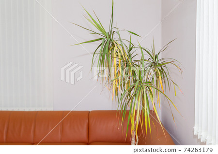 Stylish sofa with palm near color wall in a room. 74263179